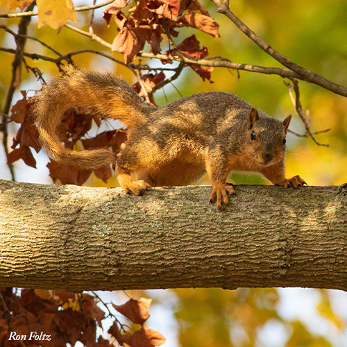 squirrel on a branch